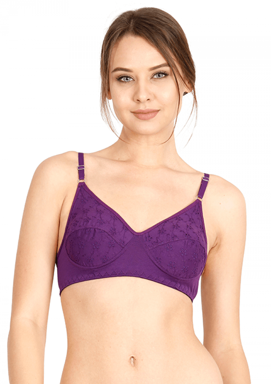 1541238450-h-250-Economy_Aster_Ochid_01.png